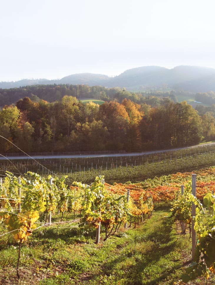 Herbstlicher Weingarten