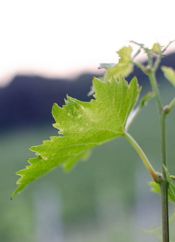 Weinblatt in der Abendsonne